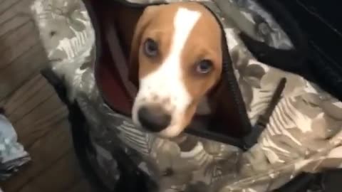 Basset Hound in suitcase is ready to travel