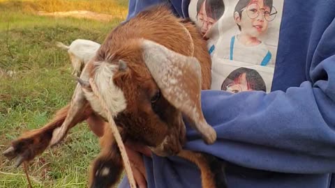 baby cute brown goat