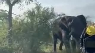 Elefante en celo ataca a grupo de visitantes en un parque