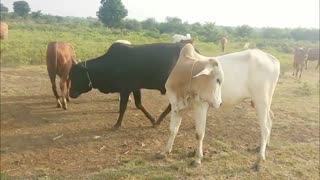 More Funny Cows Video for Children - Most Funny Cow Video - Indian Cow