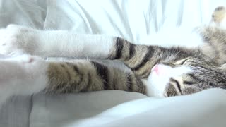 Cute Little Cat Purrs and Stretches