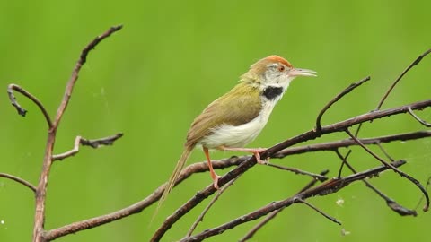 Listen and watch a wonderful video of a very beautiful green bird on a tree branch