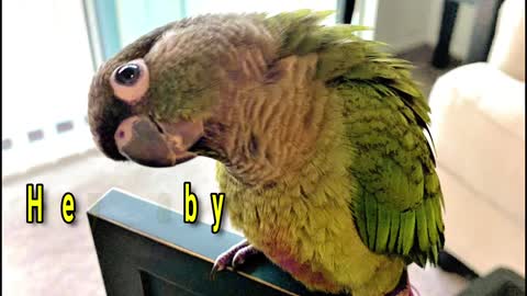 PARROT TRAINING TEACH YOUR PARROT TO TALK