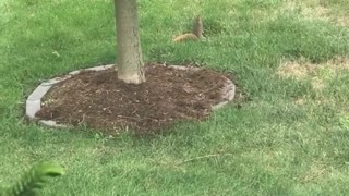 Squirrel runs into tree and runs off