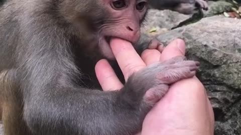 Little monkey licks hands