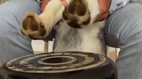 teaching dog to play the drums