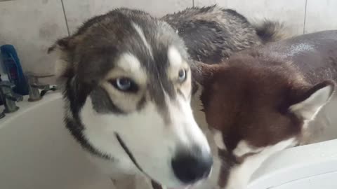 Husky bath time!