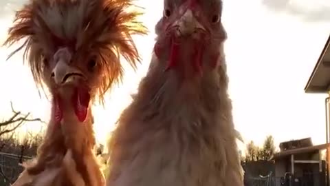 Chicken the dancer 😂😂.Let's dance with this funny chickens.funny animals video . #short#animal#funny