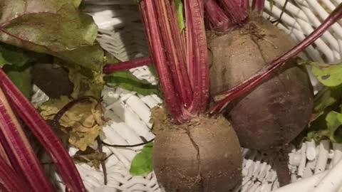 Are you ready for Beets? Go Go Garden