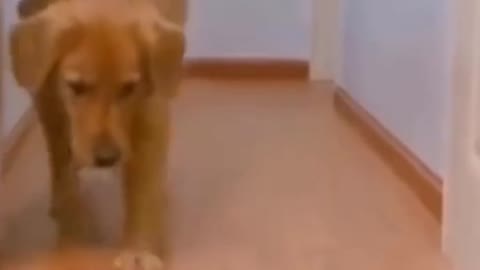 Funny Dog and remote Control Car