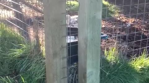 Turns Out there's a White Tiger Peeking Behind the Fence