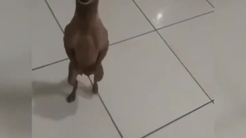 Cachorro dançando