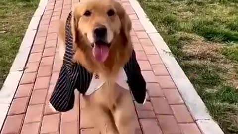 Cute DOG go to catwalk
