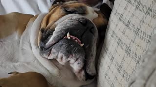 Bulldog Sleeps Soundly in Dad's Arms