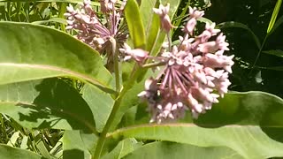 Milkweed