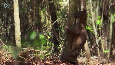 Fossa Madagascar demonic Apex predator