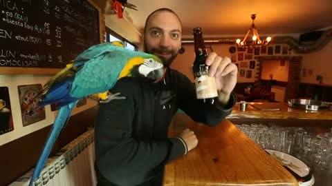 smart parrot opens a beer bottle