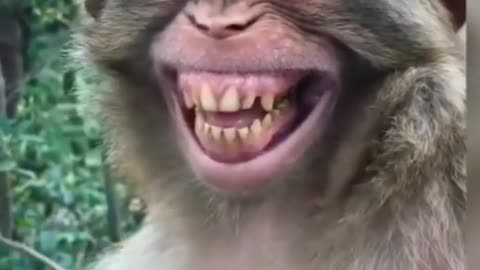 Monkey funny video/tiktok viral / very funny laugh