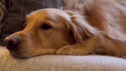 Dogs have that selective hearing… #dog #goldenretriever