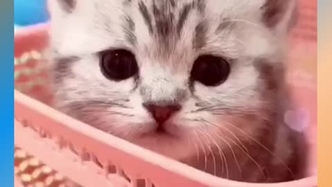 Baby Cats - Cute and Funny Cat !! | Aww Animals 😃😃 😺😺