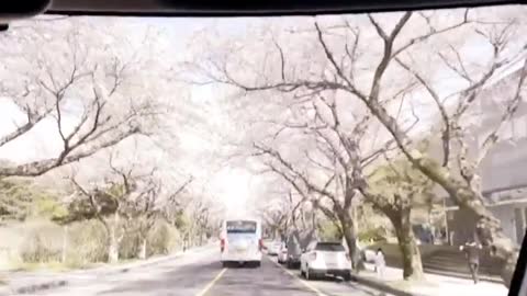 J's view point - Cherry Blossom trees on Jeju island.