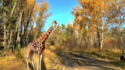 Giraffe | Traveling Shot of a Giraffe Walking