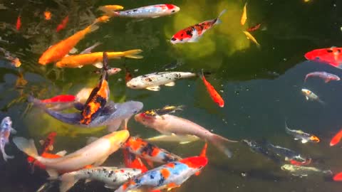 Carpas peixes coloridos
