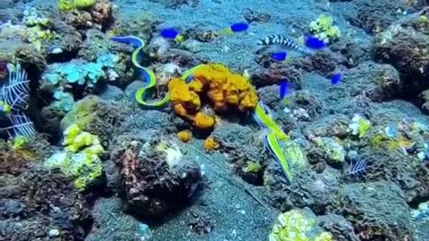 Sea snake with amazing colors and movements
