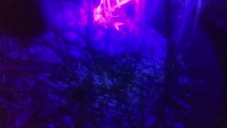 Ultra Violet Light For Finding Pests
