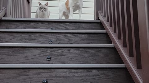 My girls are afraid to use their new deck staircase