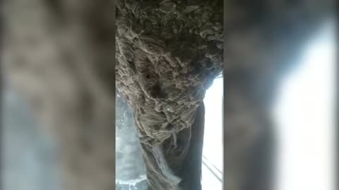 Huge 6ft Wasps Nest Occupies Newly-Built Home