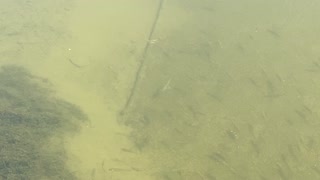 Minnows of the Humber River 19