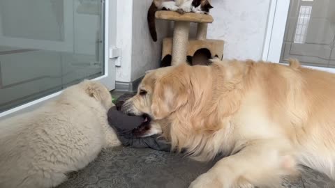 Golden Retriever puppy's Reaction when his bed taken away