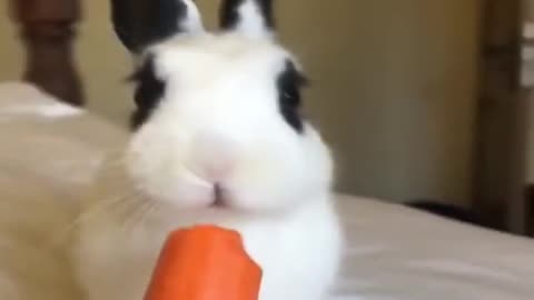 Cute baby bunny rabbit