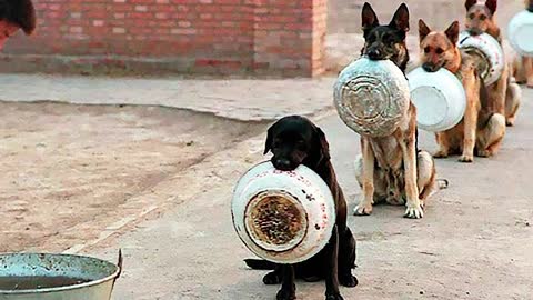 10 Most Awesome Dogs In The World Showing Massive Discipline!