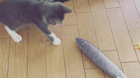 Cat likes his Fish Toy