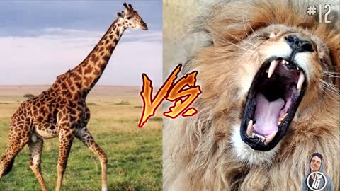 Crazy Animal Fights Just Crazy!!!