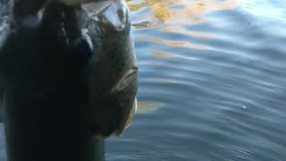 Just another EPIC release of another BEAUTIFUL Largemouth Bass 3LBER