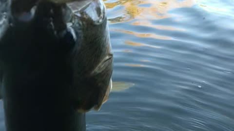 Just another EPIC release of another BEAUTIFUL Largemouth Bass 3LBER