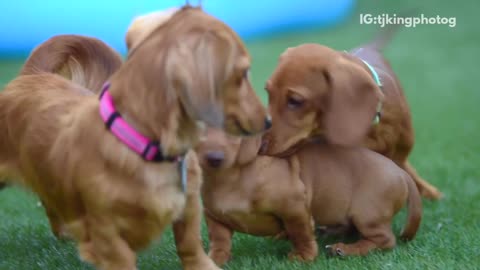Brown puppy dachshund playing with dachshund dogs