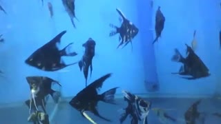 Lindo peixe anjo de água doce preto e branco, nadando na loja do aquário [Nature & Animals]