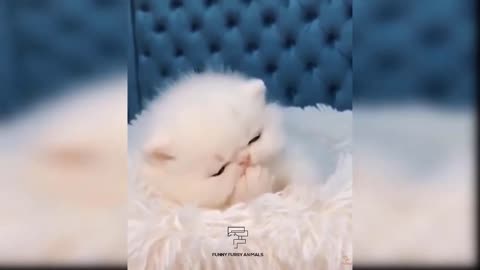 Baby Cats - Cute and Funny Cat Videos Compilation new