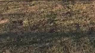 Chickens attack dog