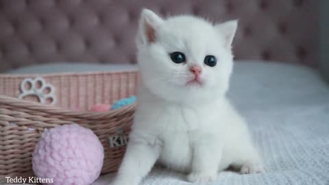 Lovely Kitten named kokos.