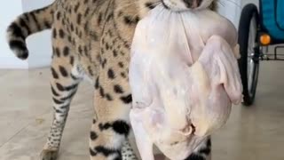 Funny and Cute Cat Videos #206
