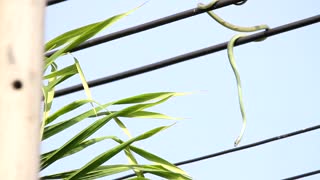 Snake Chases Birds on Power Line