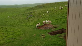 Jealous Sheep Get Angry When One Is At the Top of The Hill