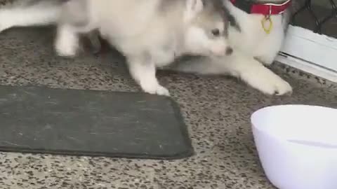 Goofy puppy falls into the water bowl