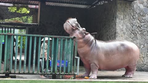 Hippo Park Animal Nature Amazing Full HD 2021