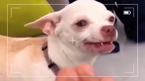 Funny Dog bite